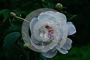 White-pink peony in the summer evening garden