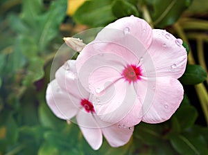 White-pink Periwinkle Madagascar flower ,Vinca flowering plants in garden with sunlight and blurred background