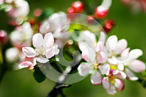 White-pink petal macro. Selective focus.