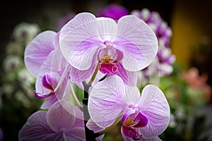 White and pink petal orchid with pink and yellow interior, with the background of a flower shop. Species Cattleya Amethystoglossa