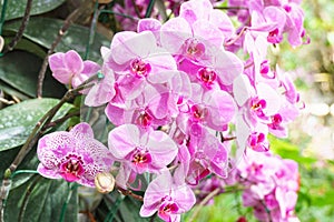 White pink phalaenopsis orchid flower in garden