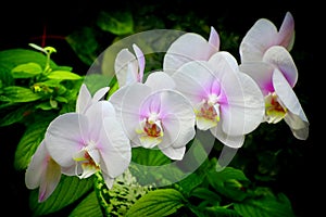 White and pink phalaenopsis orchids