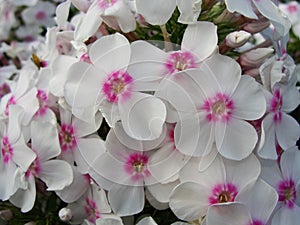 White pink phlox background under the sun. It is theme of seasons. Beautiful flowering Phlox paniculata