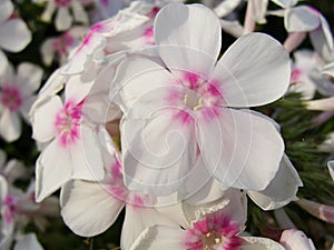 White pink phlox background under the sun. It is theme of seasons. Beautiful flowering Phlox paniculata