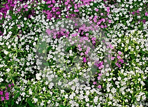 White and pink Phlox subulate