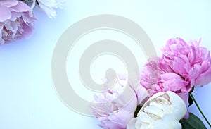 White and pink pion flowers on wooden background. Summer concept. Floral background for web site, greeting card, banner, flower sh