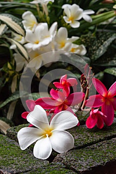 White and pink plumeria flower drops on green moss brown brick i