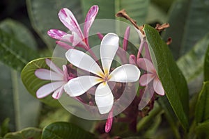 White and pink Plumeria flowers