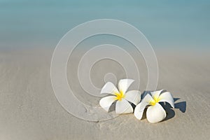 White and pink plumeria frangipani flowers on sandy beach in front of sea coast.