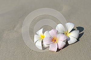 White and pink plumeria frangipani flowers on sandy beach in front of sea coast.