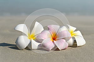 White and pink plumeria frangipani flowers on sandy beach in front of sea coast.