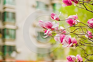 White, pink and purple chinese magnolia flowers on a city building background