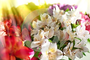 White, pink and purple lily flowers on blurred background closeup, soft focus lilies flower arrangement