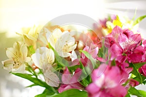 White, pink and purple lily flowers on blurred background closeup, soft focus lilies flower arrangement