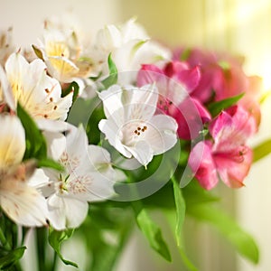 White, pink and purple lily flowers on blurred background closeup, soft focus lilies flower arrangement