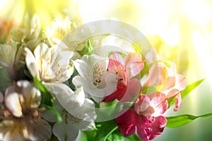 White, pink and purple lily flowers on blurred background closeup, soft focus lilies flower arrangement