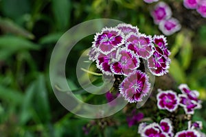 white pink purple Turkish carnation flowers with green leaves grow in flower bed in garden