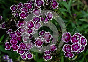 white pink purple violet Turkish carnation flowers with green leaves grow in flower bed