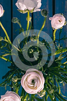 White / pink / Ranonkels / Ranunculus / Flowers / Bloemen / Persian Buttercup