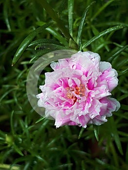 White pink read water green flower plant in garden