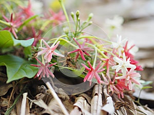 White pink red Flower Combretum indicum Rangoon Creeper Chinese honey Suckle Drunen sailor Slither on dry banana leaves blurred of