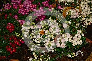 White, pink and red snowberry berries