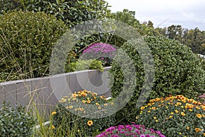 White, pink, red or yellow chrysanthemum plants