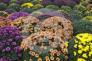 White, pink, red or yellow chrysanthemum plants