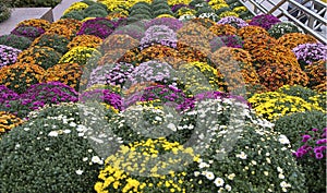 White, pink, red or yellow chrysanthemum plants