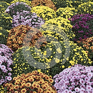 White, pink, red or yellow chrysanthemum plants