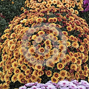 White, pink, red or yellow chrysanthemum plants