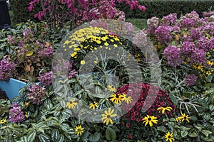 White, pink, red or yellow chrysanthemum plants