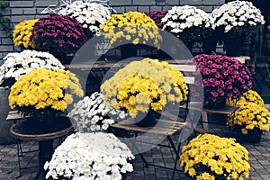 White, pink, red or yellow chrysanthemum plants bloom in flower shop. Bushes of burgundy chrysanthemums garden or park outdoor.