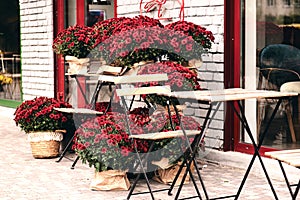 White, pink, red or yellow chrysanthemum plants bloom in flower shop. Bushes of burgundy chrysanthemums garden or park outdoor.