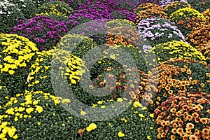 White, pink, red or yellow chrysanthemum plants in flower shop. Bushes of burgundy chrysanthemums garden or park outdoor.