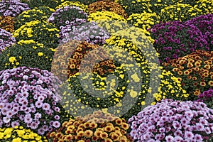 White, pink, red or yellow chrysanthemum plants in flower shop. Bushes of burgundy chrysanthemums garden or park outdoor.