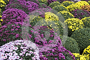 White, pink, red or yellow chrysanthemum plants in flower shop. Bushes of burgundy chrysanthemums garden or park outdoor.