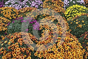 White, pink, red or yellow chrysanthemum plants in flower shop. Bushes of burgundy chrysanthemums garden or park outdoor.