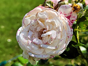 White and pink rose on a background of green grass close-up