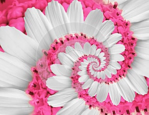 White pink rose camomile daisy cosmos kosmeya flower spiral abstract fractal effect pattern background. White flower spiral