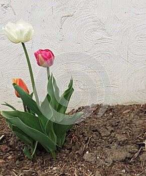 White, pink and Rose Coloured Tulip buds in garden