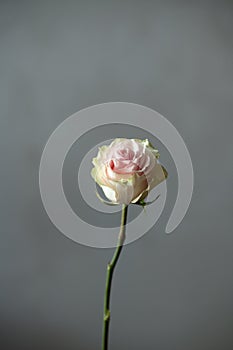 White-pink rose flower, against the background of an empty white wall