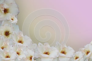 white and pink rose flowers bouquet on yellow and pink gradient background, nature, love, card, banner, template