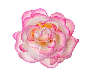 White-pink rose  isolated on white background.  Close-up photo