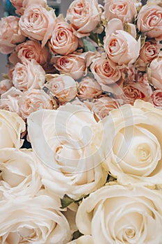 White and pink roses