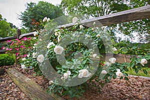 White and Pink Roses Along Wooden Fence