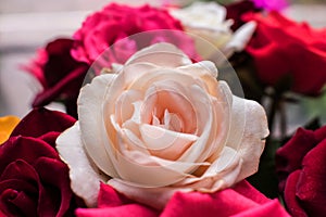 white and pink roses bouquet, bunch.Close up view of natural red roses. Selective focus flowers and Isolated watercolor