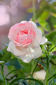 White and pink roses Eden Rose in the summer garden