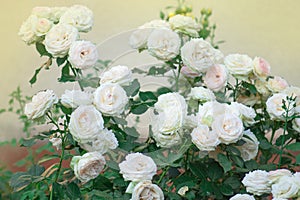 White and pink roses Eden Rose in the summer garden