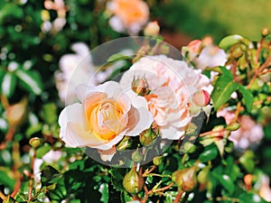 White and pink roses flowers blooming inside Elizabeth Park rose garden